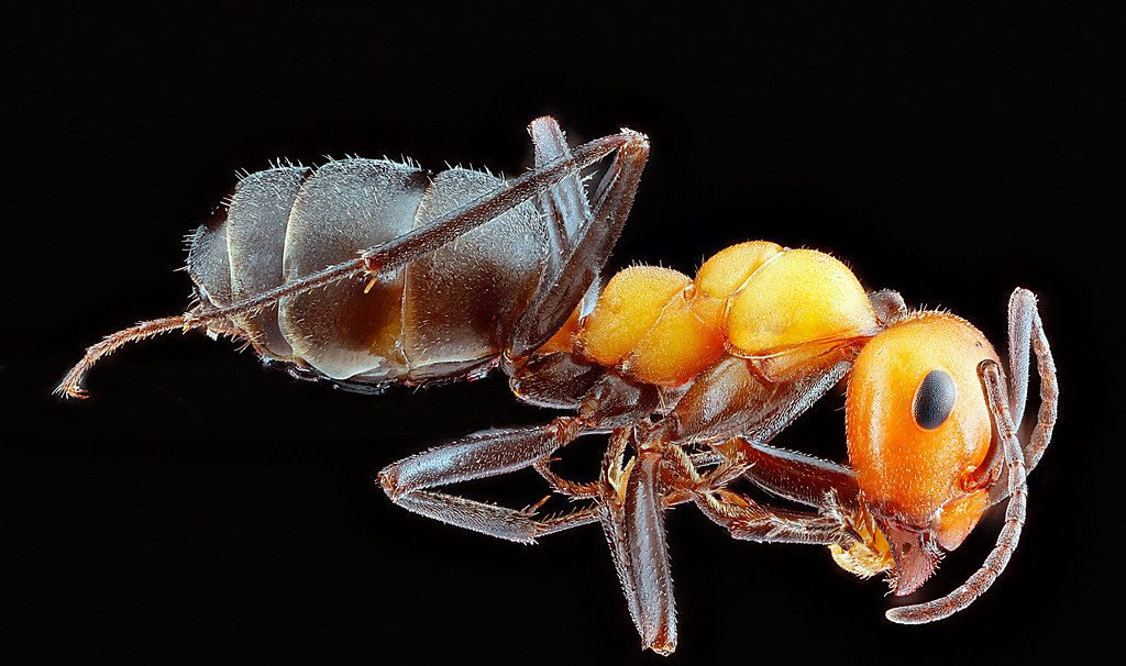 Ant Control service in Madison, AL