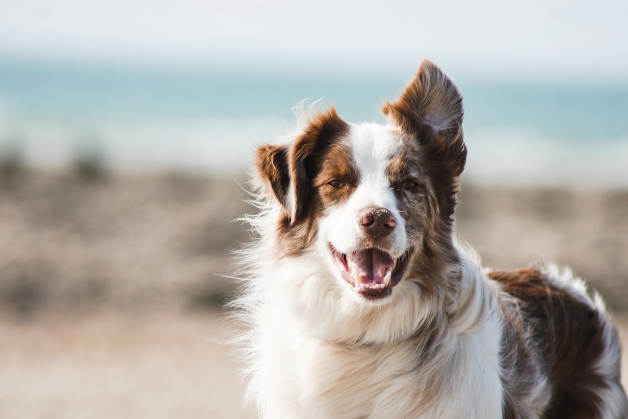Flea & Tick Control service in Madison, AL