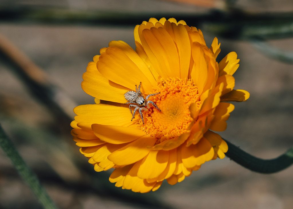 Spider Control service in Madison, AL